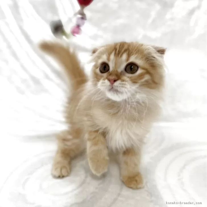 ID:2507-02432の子猫