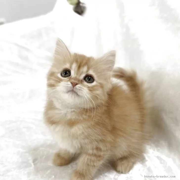 ID:2506-00416の子猫