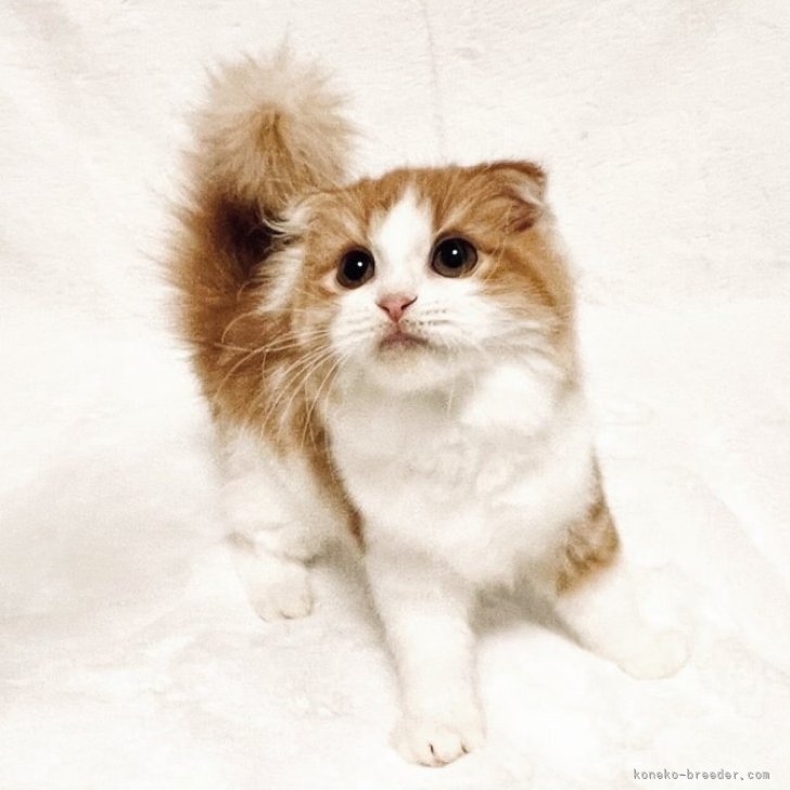 ブリーダー画像