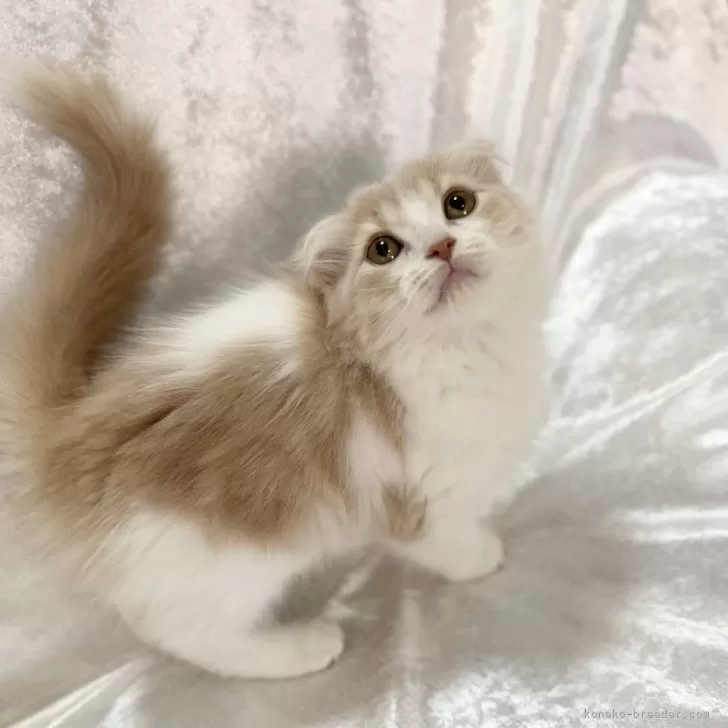 ID：2502-00056の子猫