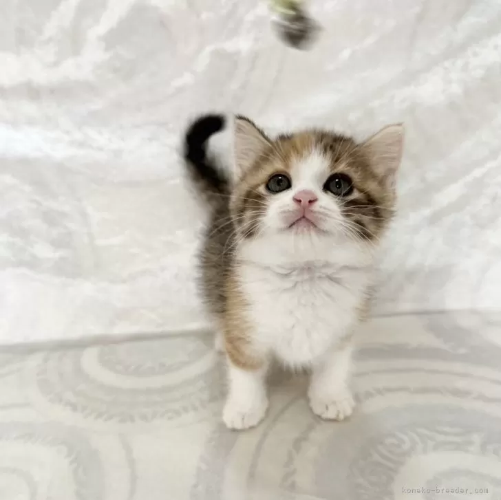 ID：2504-02164の子猫