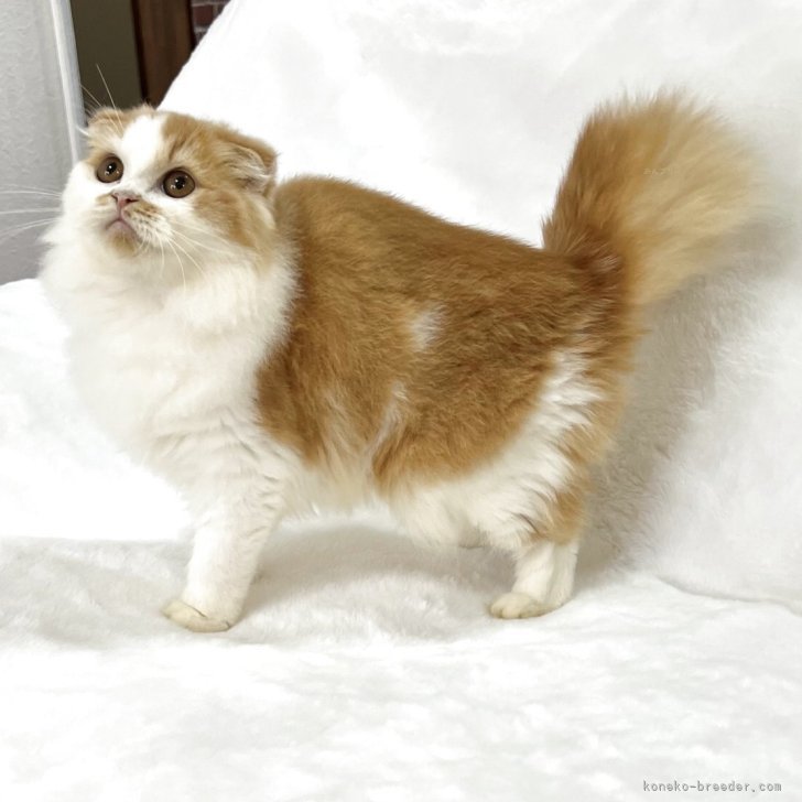 ブリーダー画像