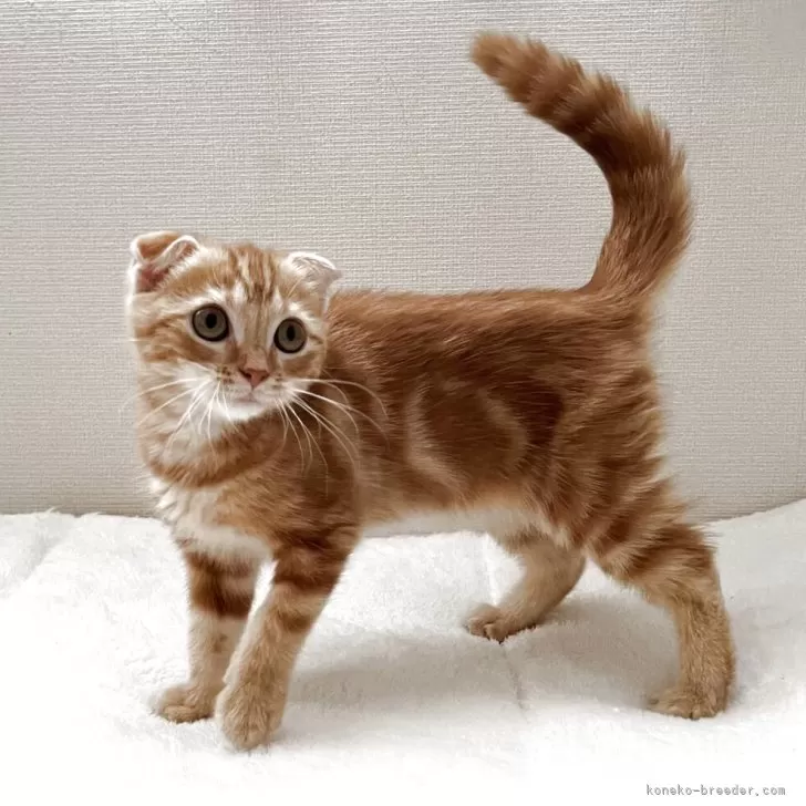 ID：2509-01191の子猫