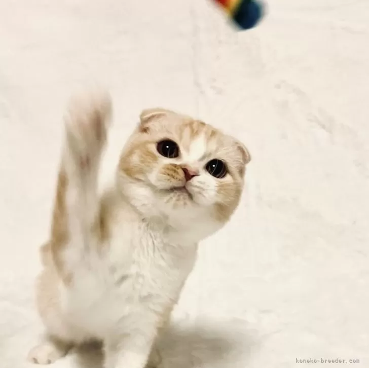 スコティッシュフォールド(折れ耳)【兵庫県・女の子・2025年5月1日・クリームレッドタビー&amp;ホワイト】の写真1