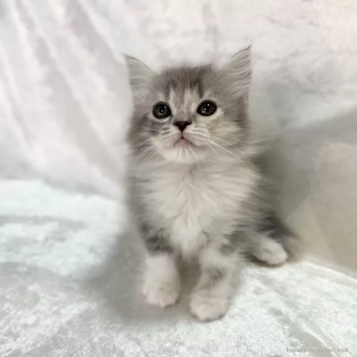 ID：2502-01833の子猫