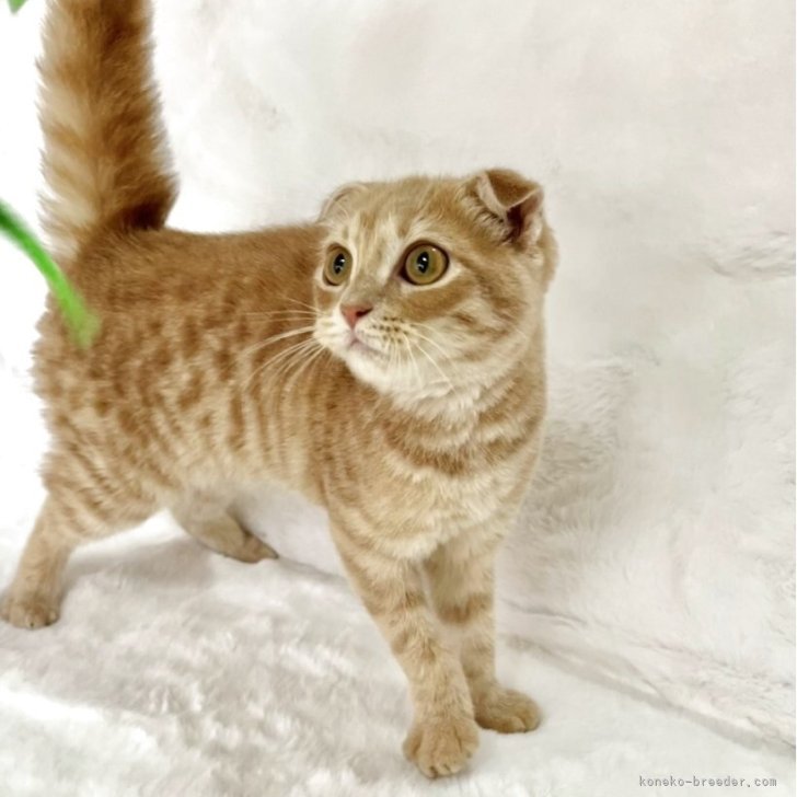 ブリーダー画像