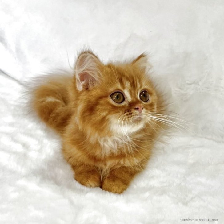 ブリーダー画像