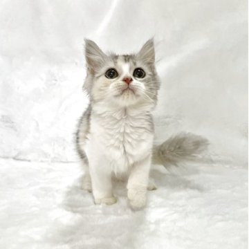 スコティッシュフォールド(立ち耳)【兵庫県・女の子・2025年9月4日・ダイリユートキャリコ】の写真「💖かわいい女の子です。💖」