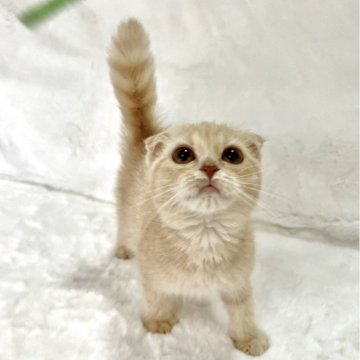 スコティッシュフォールド(折れ耳)【兵庫県・女の子・2025年9月11日・クリームタビー】の写真「💖かわいい女の子です。💖」