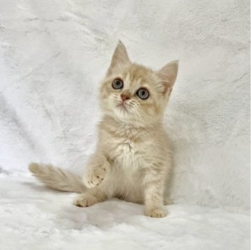 スコティッシュフォールド(立ち耳)【兵庫県・女の子・2025年9月11日・クリームタビー&ホワイト】の写真「💖かわいい女の子です。💖」