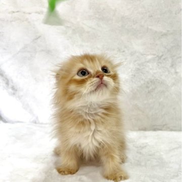 スコティッシュフォールド(折れ耳)【兵庫県・女の子・2025年9月11日・レッドタビー】の写真「💖かわいい女の子です。💖」