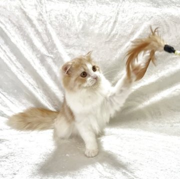 スコティッシュフォールド(折れ耳)【兵庫県・女の子・2025年6月12日・クリームタビー&ホワイト】の写真「💖かわいい女の子です。💖」