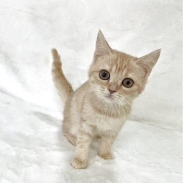 スコティッシュフォールド(立ち耳)【兵庫県・女の子・2025年9月11日・クリームタビー&ホワイト】の写真「💖かわいい女の子です。💖」