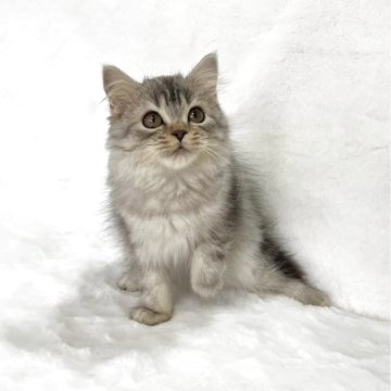 スコティッシュフォールド(立ち耳)【兵庫県・男の子・2025年9月11日・ブラウンタビー&ホワイト】の写真「💖かわいい男の子です。💖」