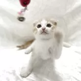 スコティッシュフォールド(折れ耳)