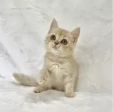 スコティッシュフォールド(立ち耳)