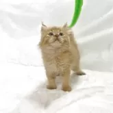 スコティッシュフォールド(立ち耳)