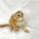 スコティッシュフォールド(折れ耳)