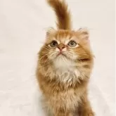 スコティッシュフォールド(立ち耳)