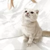 スコティッシュフォールド(折れ耳)