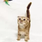 スコティッシュフォールド(折れ耳)