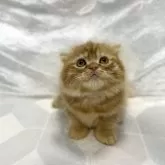 スコティッシュフォールド(折れ耳)【兵庫県・男の子・2024年11月28日・レッドタビー&ホワイト】の写真1