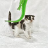 スコティッシュフォールド(折れ耳)