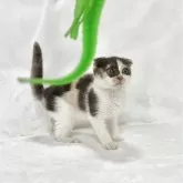 スコティッシュフォールド(折れ耳)【兵庫県・女の子・2025年9月4日・キャリコ】の写真1