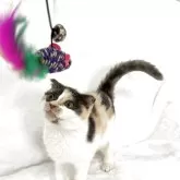 スコティッシュフォールド(折れ耳)