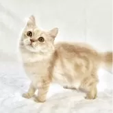 スコティッシュフォールド(立ち耳)