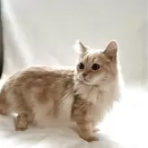 スコティッシュフォールド(立ち耳)