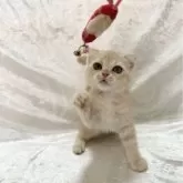 スコティッシュフォールド(折れ耳)
