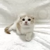 スコティッシュフォールド(折れ耳)