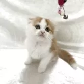 スコティッシュフォールド(折れ耳)