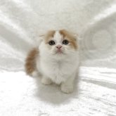 スコティッシュフォールド(折れ耳)