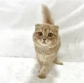 スコティッシュフォールド(折れ耳)