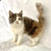 スコティッシュフォールド(立ち耳)【兵庫県・女の子・2025年6月17日・ダイリユートキャリコ】の写真2