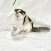 スコティッシュフォールド(折れ耳)【兵庫県・女の子・2025年9月4日・キャリコ】の写真2