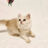 スコティッシュフォールド(立ち耳)【兵庫県・女の子・2025年7月25日・クリームタビー】の写真2