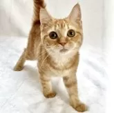 スコティッシュフォールド(立ち耳)【兵庫県・女の子・2025年7月10日・レッドタビー】の写真2