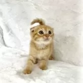 スコティッシュフォールド(折れ耳)【兵庫県・男の子・2025年9月11日・レッドタビー】の写真2