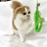 スコティッシュフォールド(折れ耳)【兵庫県・男の子・2025年4月17日・レッドタビー&ホワイト】の写真3