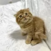 スコティッシュフォールド(折れ耳)【兵庫県・男の子・2024年11月28日・レッドタビー&ホワイト】の写真3