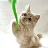 スコティッシュフォールド(立ち耳)【兵庫県・男の子・2025年7月10日・クリームタビー】の写真3