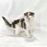 スコティッシュフォールド(折れ耳)【兵庫県・女の子・2025年9月4日・キャリコ】の写真3