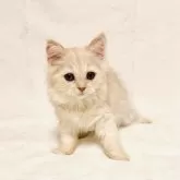 スコティッシュフォールド(立ち耳)【兵庫県・女の子・2025年7月25日・クリームタビー】の写真3