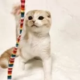 スコティッシュフォールド(折れ耳)【兵庫県・女の子・2025年5月1日・クリームレッドタビー&ホワイト】の写真3