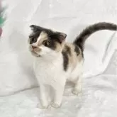 スコティッシュフォールド(折れ耳)【兵庫県・女の子・2025年9月4日・キャリコ】の写真3