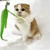 スコティッシュフォールド(折れ耳)【兵庫県・男の子・2025年4月17日・レッドタビー&ホワイト】の写真4