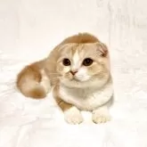 スコティッシュフォールド(折れ耳)【兵庫県・女の子・2025年5月1日・クリームレッドタビー&ホワイト】の写真4